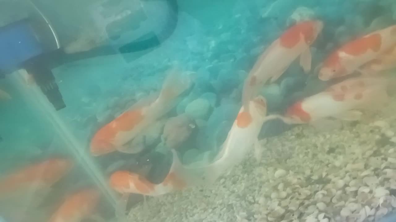 ۱۰ عدد ماهی کوی نژاد کوآکو دونه ایی ۱ میلیون|ماهی|میبد, |دیوار