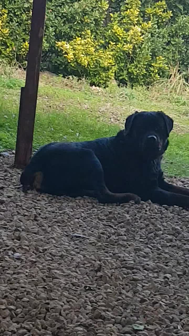 روتوایلر ۱۵ ماهه|سگ|تهران, پارک شهر|دیوار