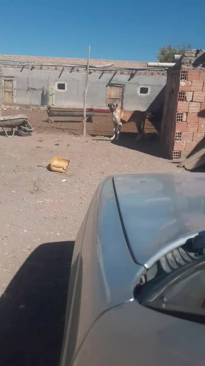 سگ سرابی|سگ|یامچی, |دیوار