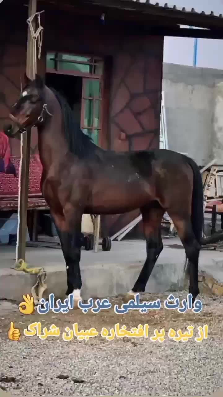 اسب بی‌نظیر عرب سیلمی|اسب و تجهیزات اسب‌سواری|تهران, صادقیه|دیوار