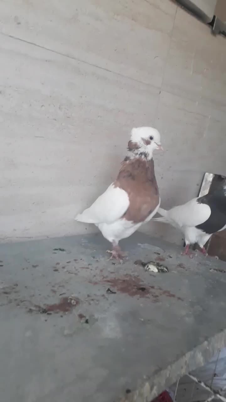 کبوتر طوقی بدون عیب|پرنده|شیراز, زرهی|دیوار