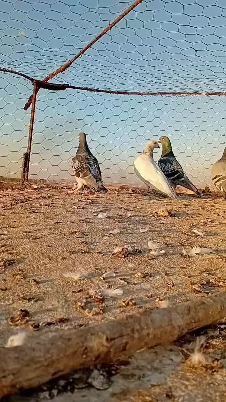 کبوتر آلمانی|پرنده|تربت جام, معدآباد|دیوار