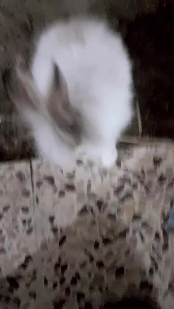 خرگوش لپ|موش و خرگوش|اندیمشک, |دیوار