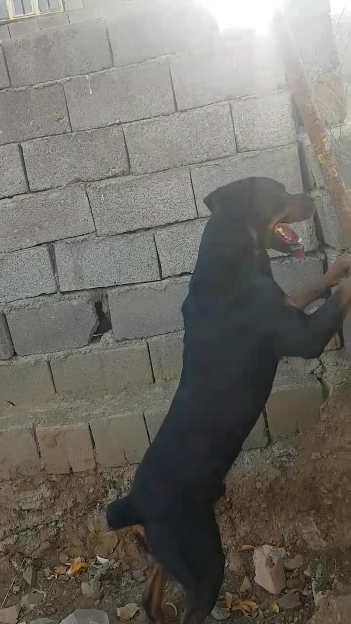 سگ روتوایلر|سگ|سنندج, |دیوار