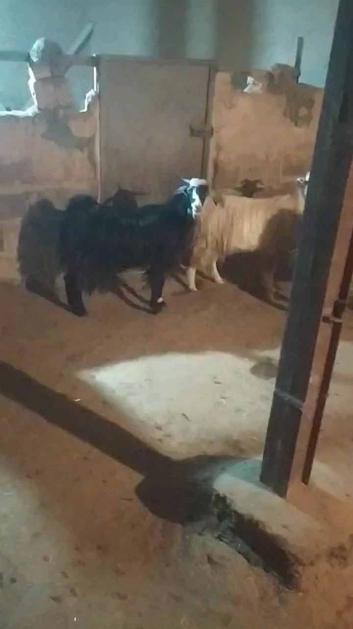 سه راس بز داشتی و مالچه،درجه یک برای داشت|حیوانات مزرعه|حمیل, |دیوار