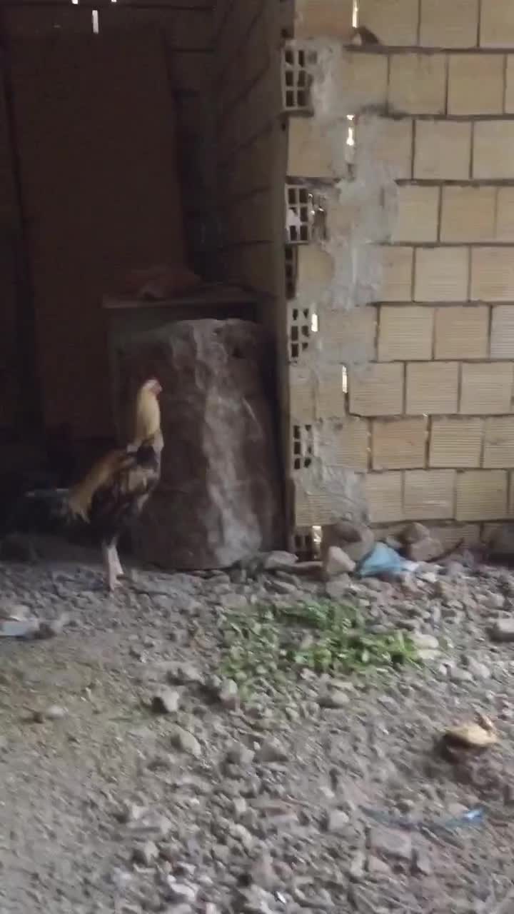 خروس لاری و مرغ|حیوانات مزرعه|الوند, |دیوار