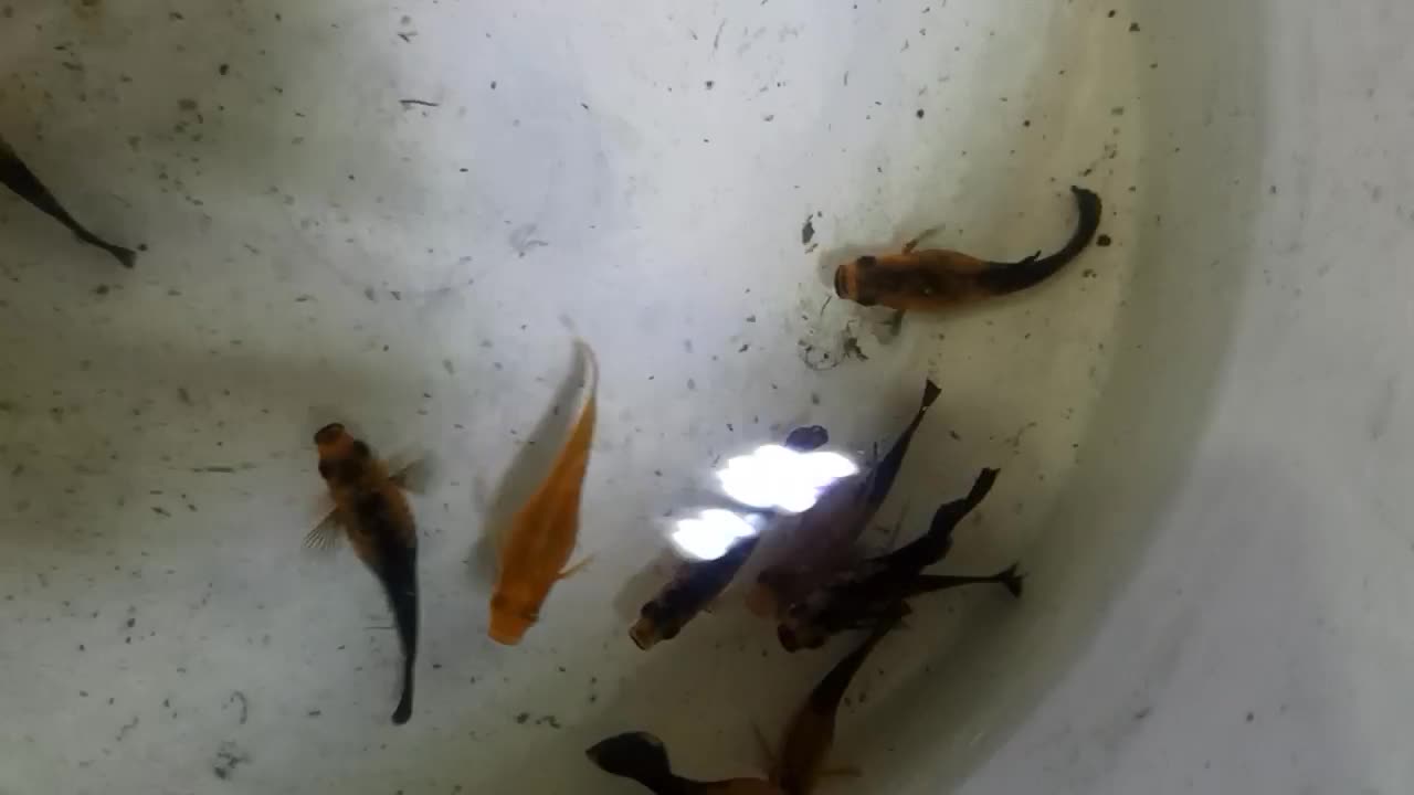 مولی پاندا و دم عقربی و بالن و....|ماهی|کاشان, فین بزرگ|دیوار