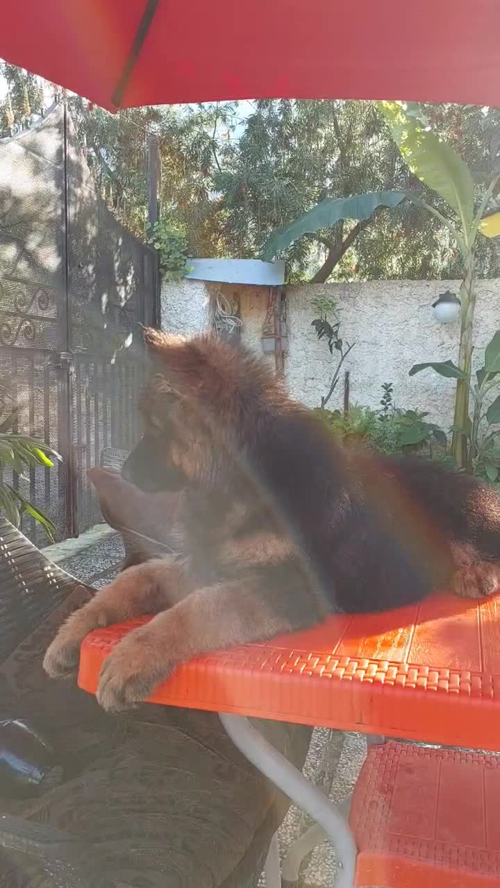 توله ژرمن شپرد ماده|سگ|تهران, اقدسیه|دیوار