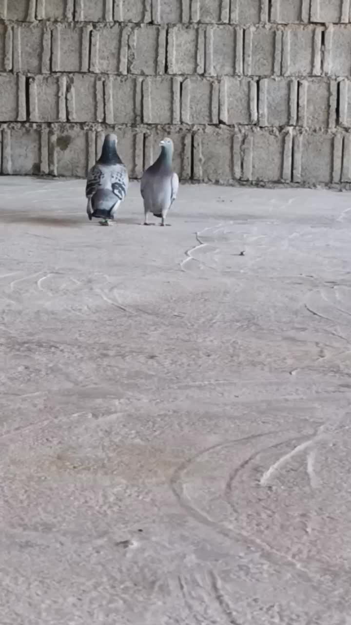 دو جفت پلاکی|پرنده|برازجان, |دیوار