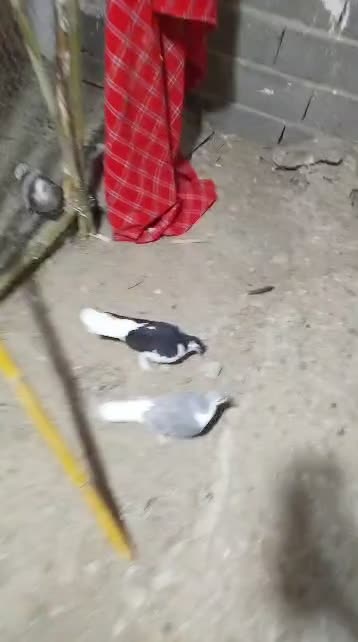 دوتا کبوتر ساده یکی چپ|پرنده|قائم‌شهر, |دیوار