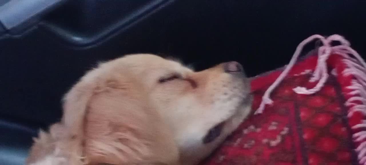 سگ مهربونم و باهوش|سگ|اسلامشهر, شهرک مفیدی|دیوار