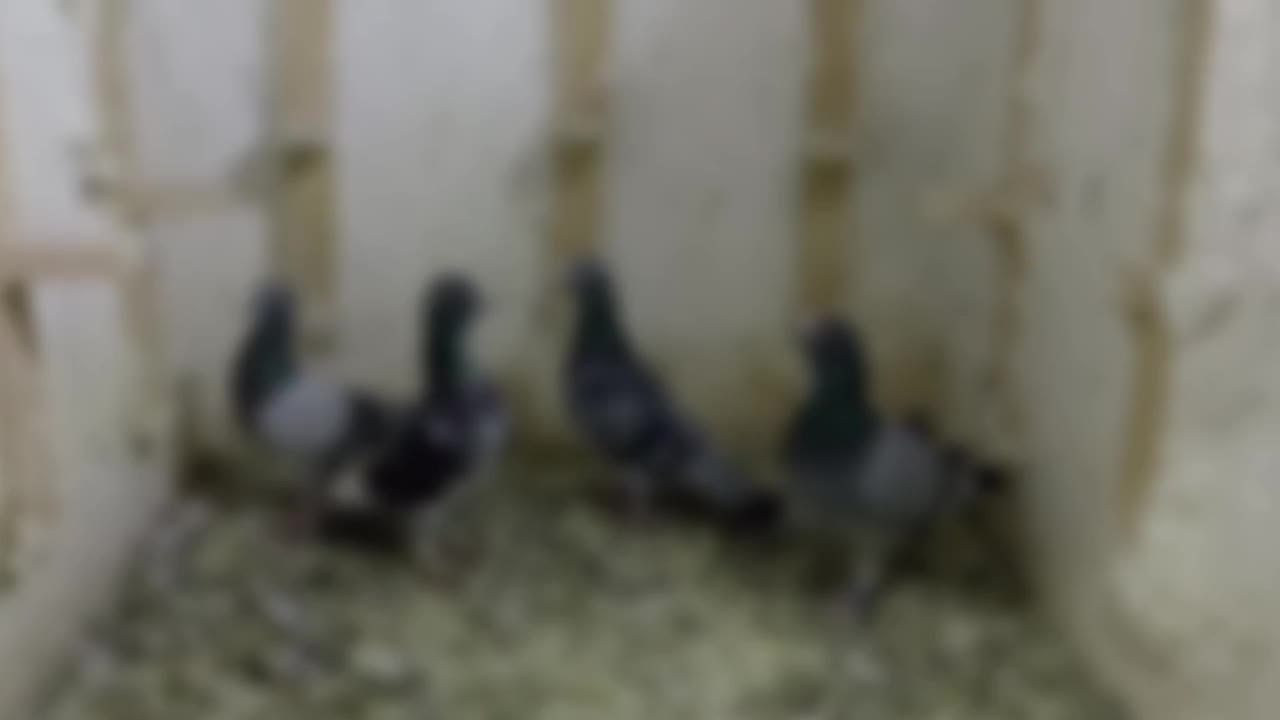 4عدد نر آلمانی ضمانتی|پرنده|مود, |دیوار