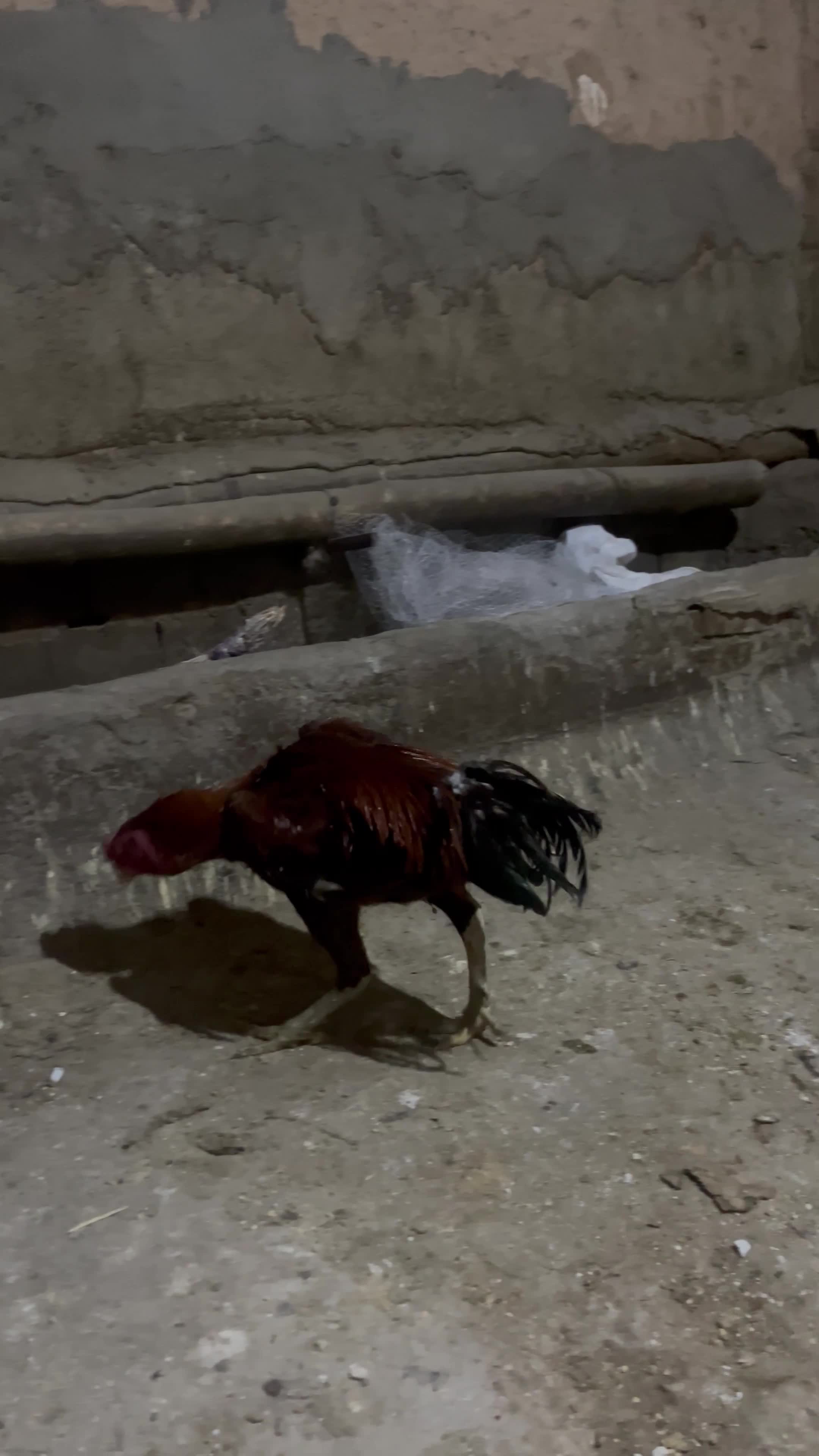 خروس لاری|حیوانات مزرعه|شاهین دژ, |دیوار