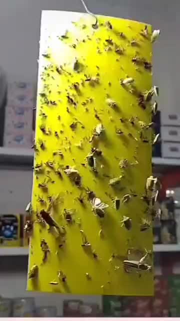 چسب زرد مگس سمپاشی حشره بسته 50 تایی سم پاشی|لوازم نظافت|تبریز, |دیوار