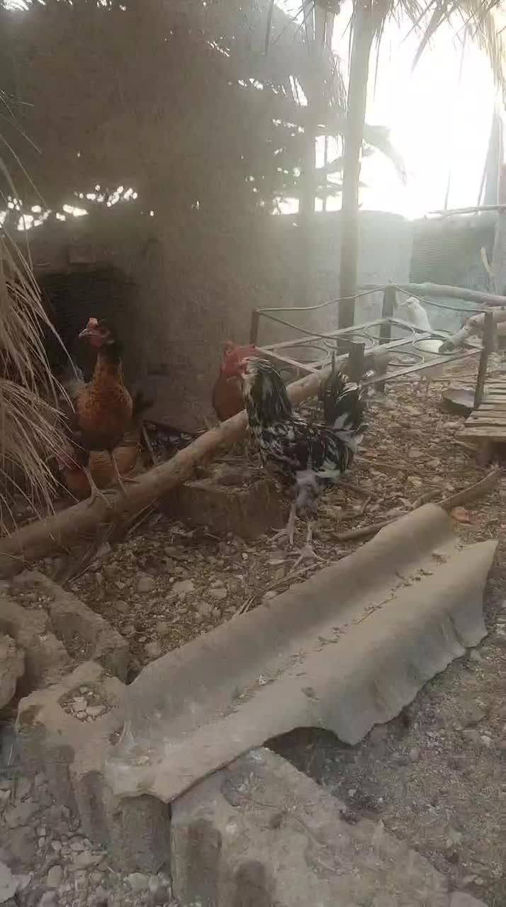 خروس گلین|حیوانات مزرعه|جویم, |دیوار