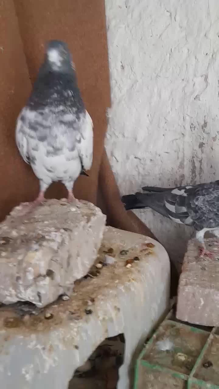 پاکستانی|پرنده|کرباسک, |دیوار