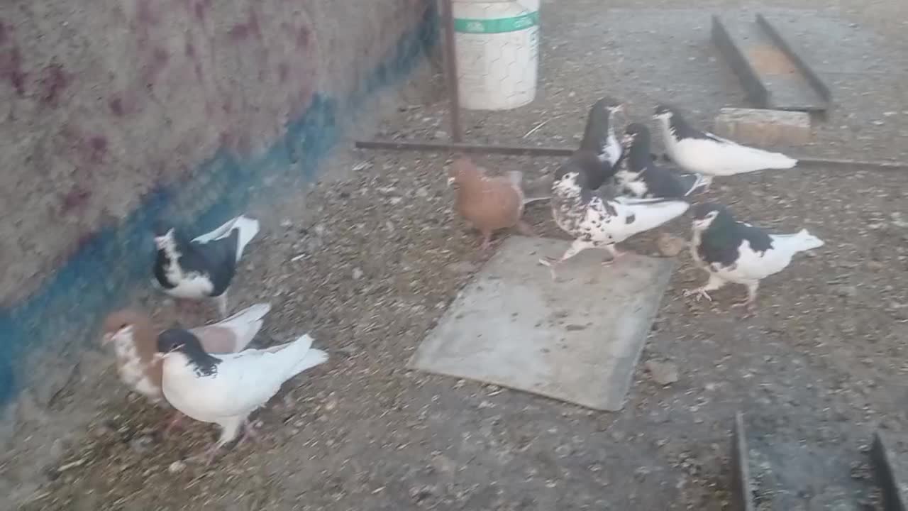 فروش چند عدد شهری نروماده باقیمت عالی|پرنده|حسن آباد, |دیوار