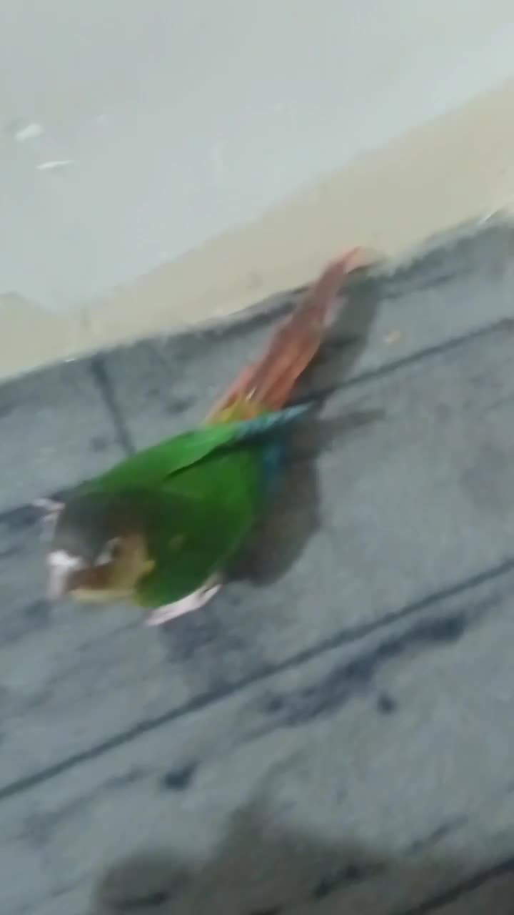 گیرینچینگ جوجه ۳ماه|پرنده|مشهد, شهید آوینی|دیوار