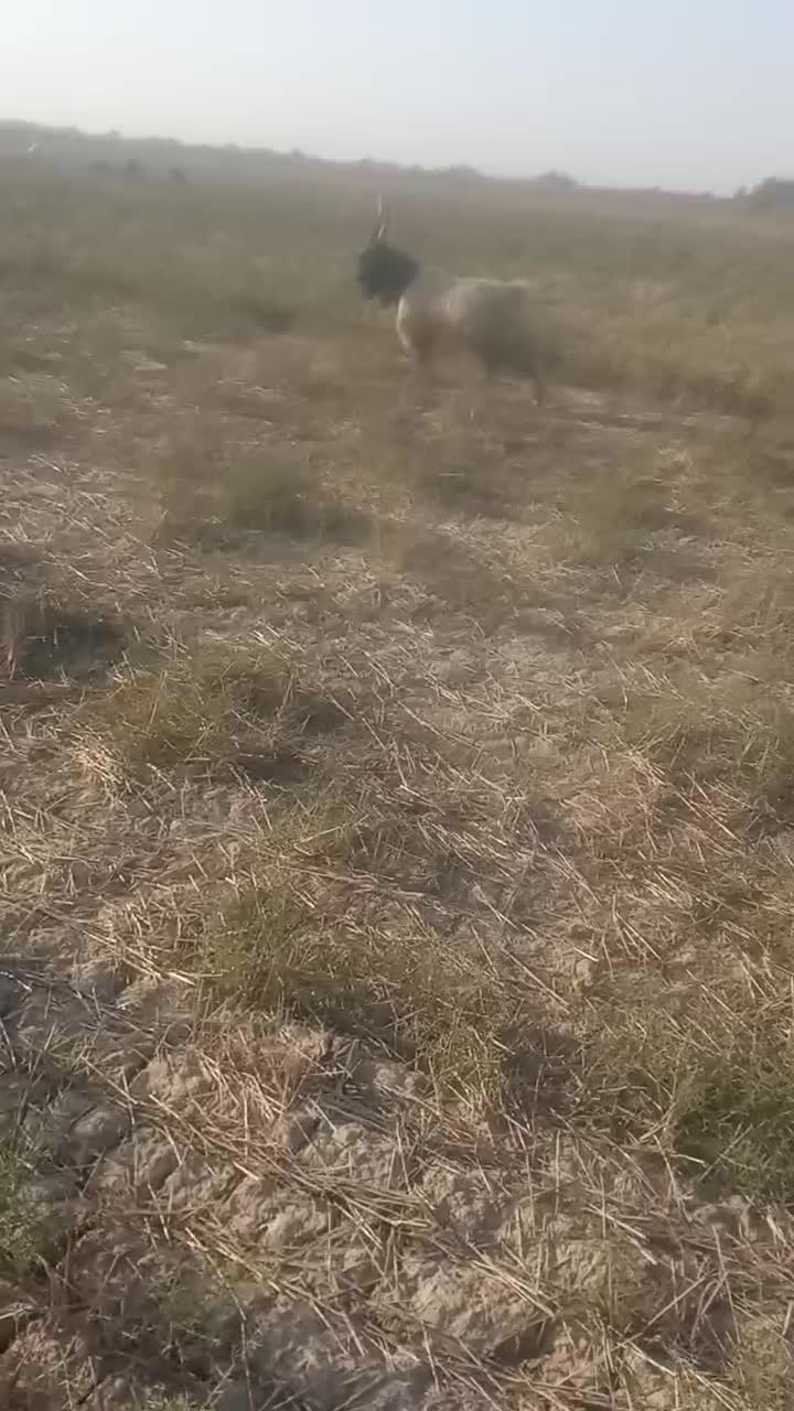 دوعددچاتمه|حیوانات مزرعه|انبارآلوم, |دیوار