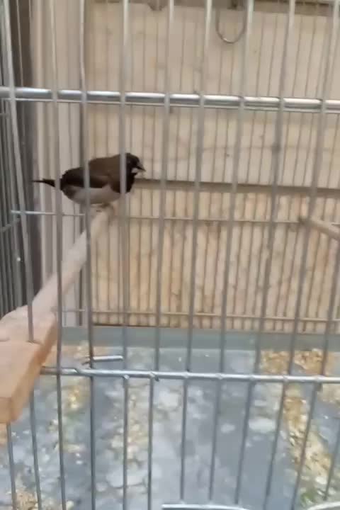 فنچ نره بنگالی پولک درشت|پرنده|تهران, باغ خزانه|دیوار