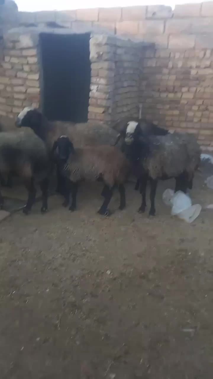 ۶رس گوسفند شال برهدار مال درجه یک|حیوانات مزرعه|تاکستان, |دیوار