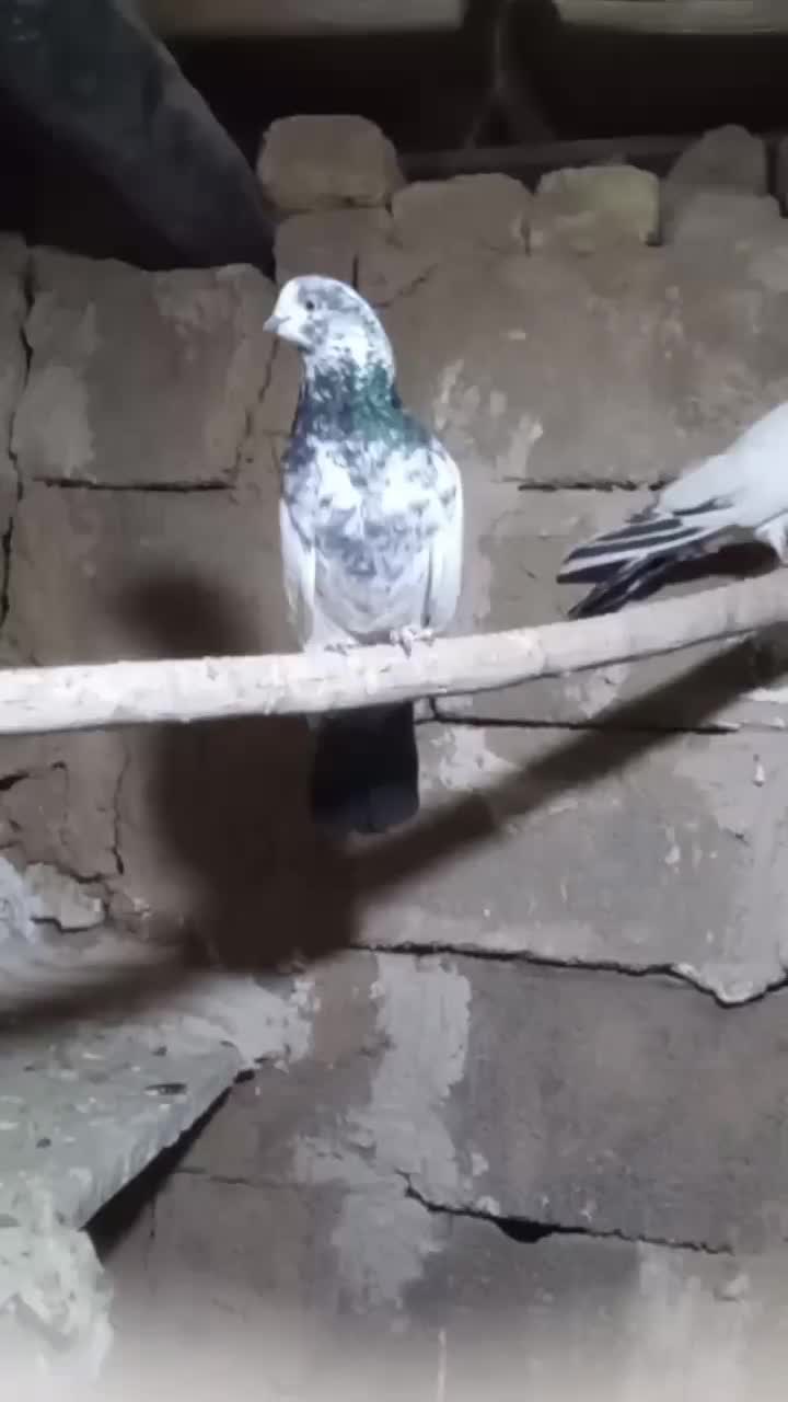 کبوتر کله دم سبز نوک قنار|پرنده|خزل, |دیوار