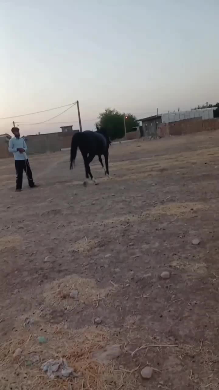 اسب نریان معاوز با بره|اسب و تجهیزات اسبسواری|کرمانشاه, |دیوار
