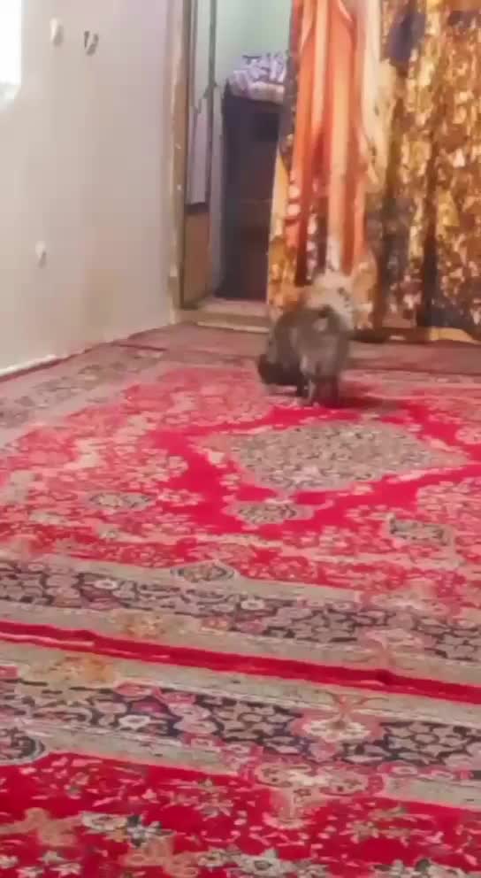 پامرین|سگ|تهران, شمشیری|دیوار