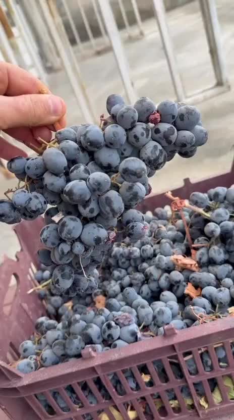 انگور سیاه سردشت|خوردنی و آشامیدنی|تهران, هروی|دیوار