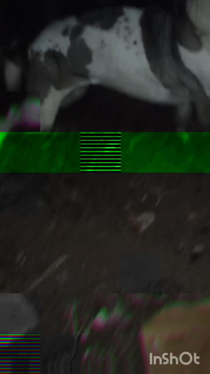 سگ سرابی اصیل قیمت مناسب|سگ|هشترود, |دیوار