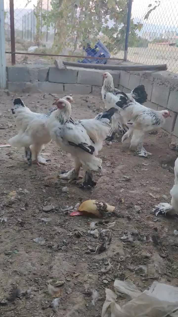 فروش مرغ برهمالایت الاصل|حیوانات مزرعه|مرند, |دیوار