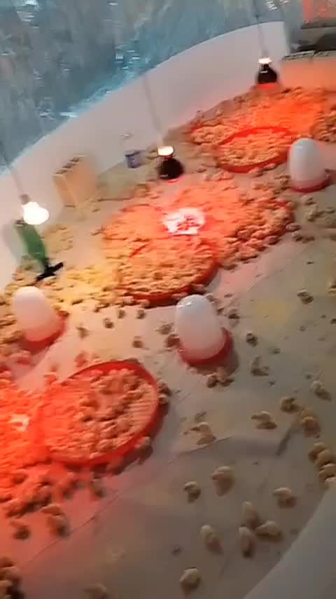 نمایندگی دستگاه هدایت در استان|لوازم جانبی حیوانات|مشهد, توس (بلوار توس)|دیوار