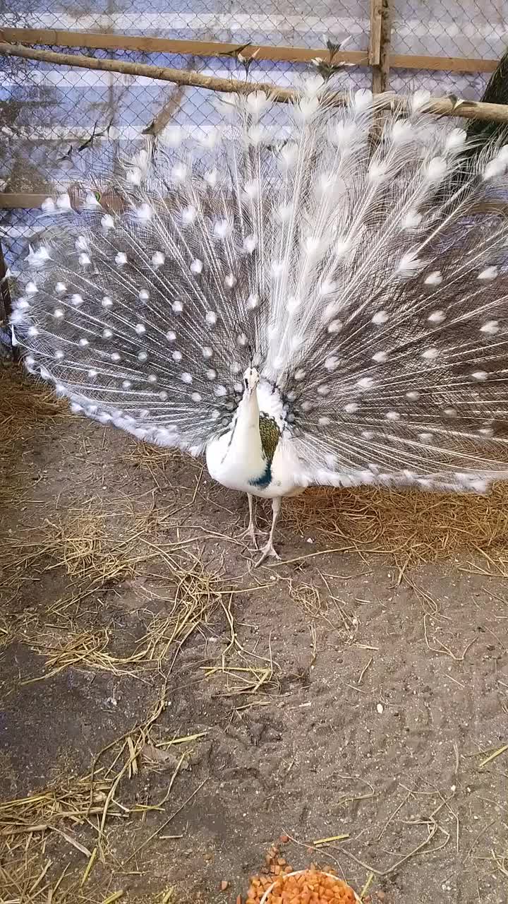 فروش طاووس بالغ وجوجه|پرنده|رشت, گلباغ نماز|دیوار