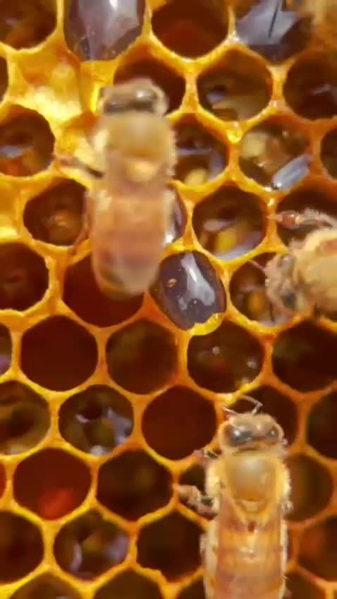 عسل ارگانیک مزرعه|خوردنی و آشامیدنی|شیراز, تندگویان|دیوار