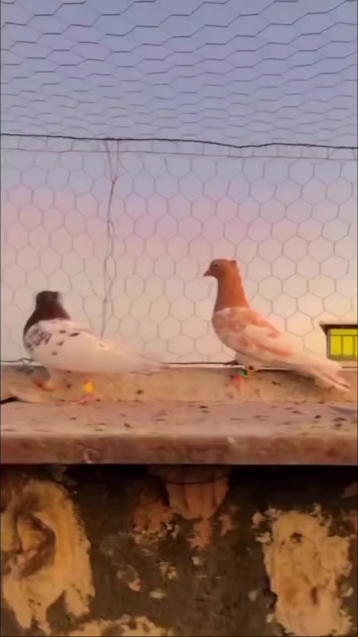 کبوتر رنگی کله سرخ و زرد عطیقه|پرنده|لنجان, |دیوار