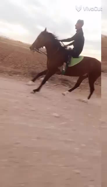 اسب|اسب و تجهیزات اسب‌سواری|کرمان, |دیوار