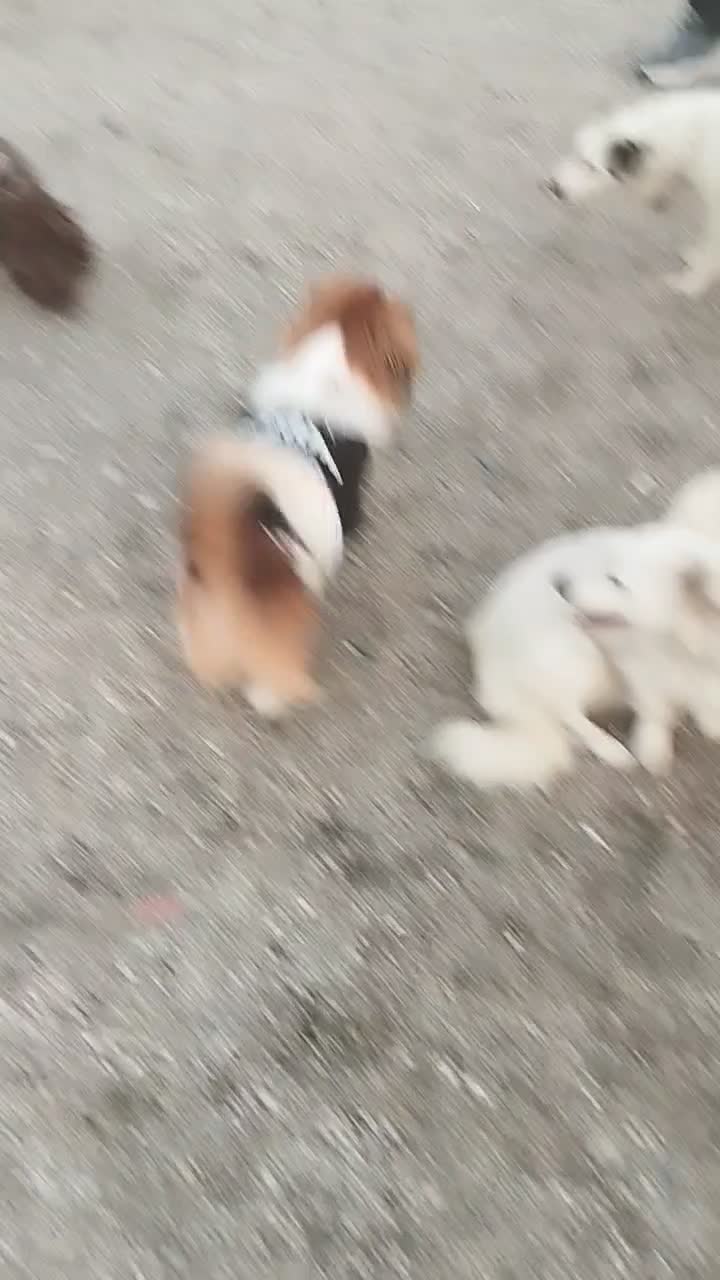 سگ نژاد پیکینیز نر ۹ ماهه|سگ|آستارا, |دیوار