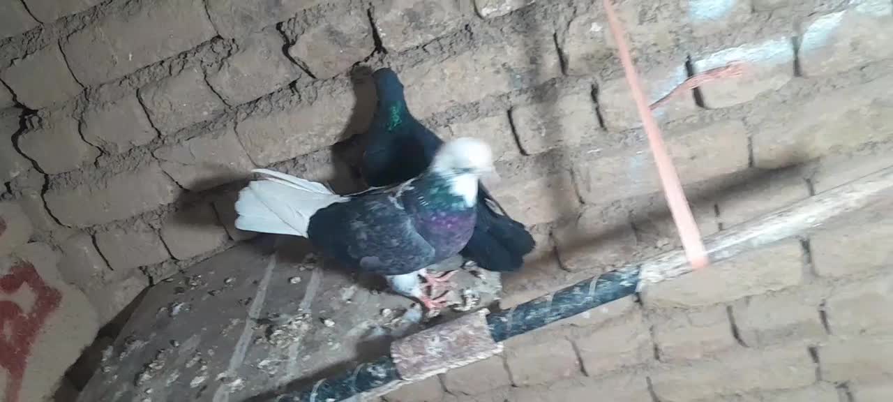 یک جفت کفتر گلی|پرنده|بسطام, |دیوار