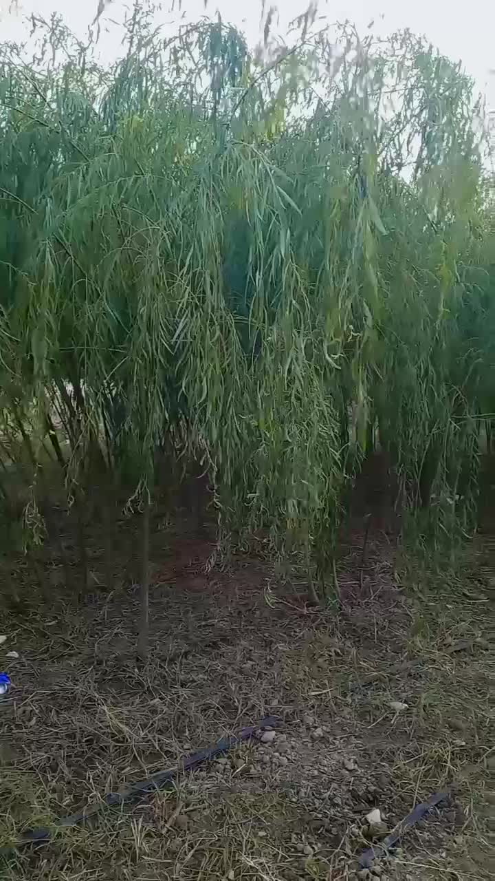 فرصت استثنایی برای دلالان وهمکاران نهال کار|خدمات باغبانی و درختکاری|گرگان, |دیوار