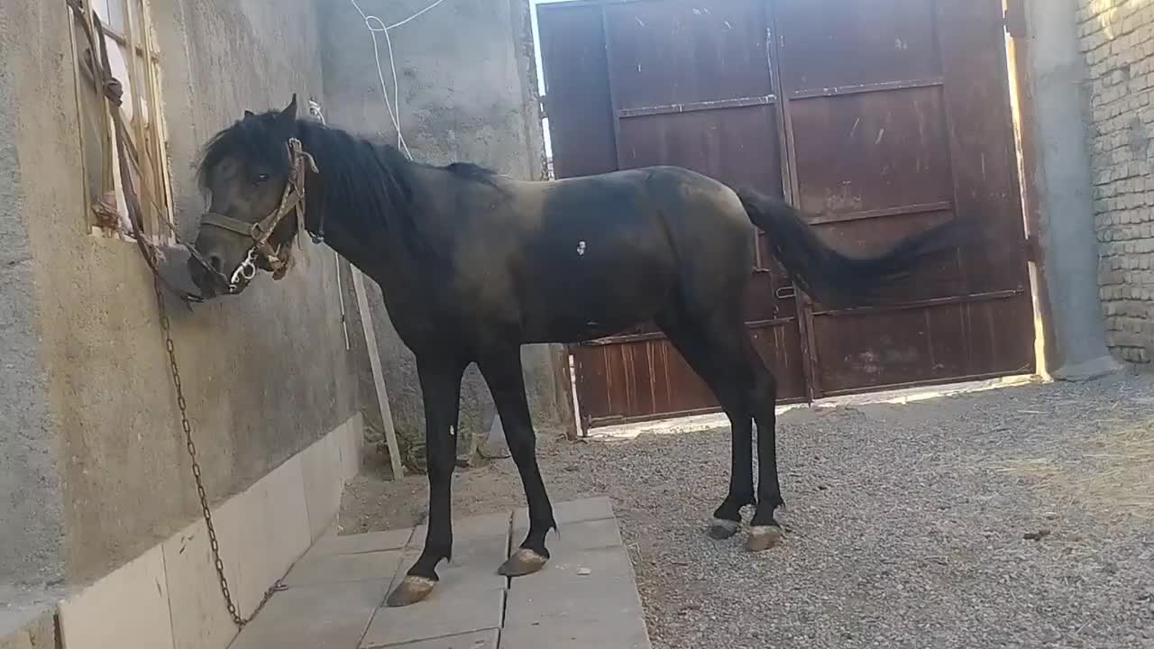 اسب|اسب و تجهیزات اسب‌سواری|رضویه, |دیوار