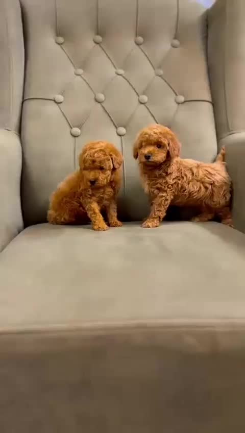 توی پودل فرفری، پبکینیز ، پامر|سگ|تهران, چیتگر شمالی|دیوار