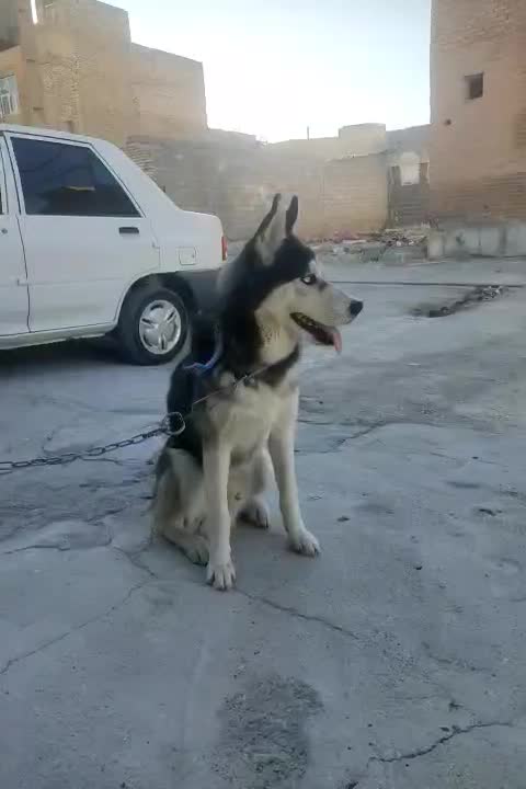 فروش سگ|سگ|بهبهان, |دیوار