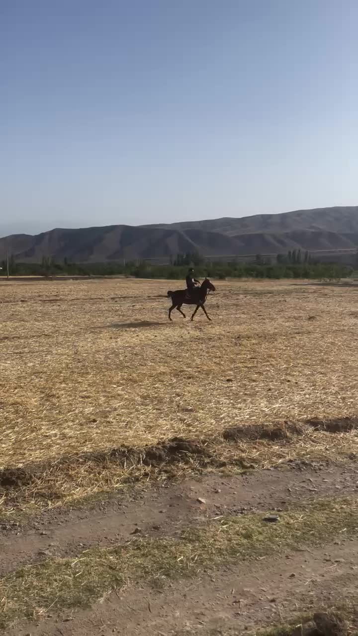 اسب|اسب و تجهیزات اسبسواری|مرند, |دیوار