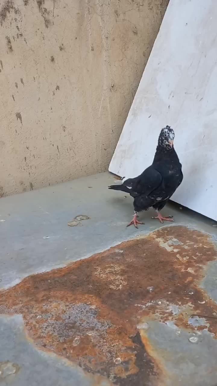 کفتر دمبی|پرنده|لنجان, |دیوار