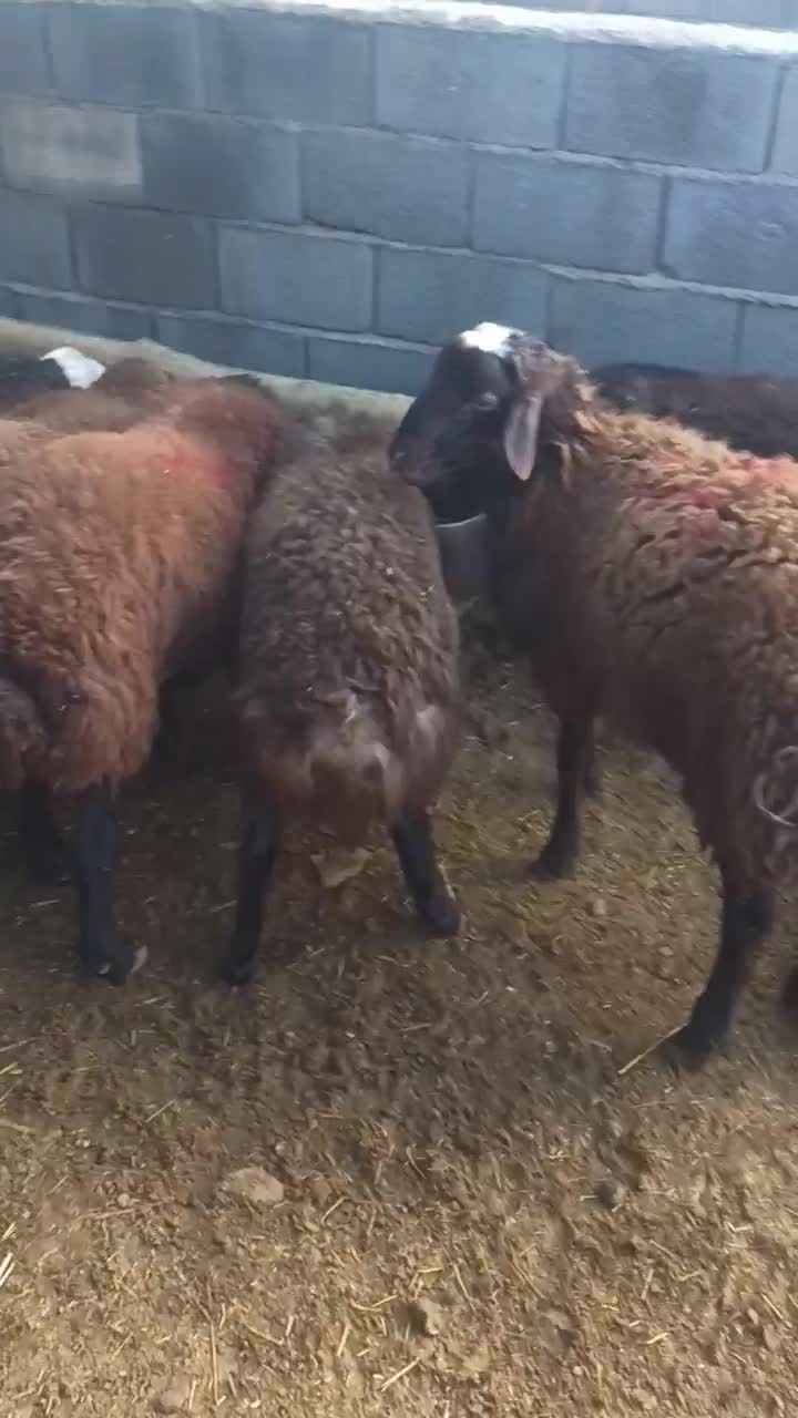 گوسفند زنده بره نر گوشت شقه ای|حیوانات مزرعه|هشتگرد, خور|دیوار