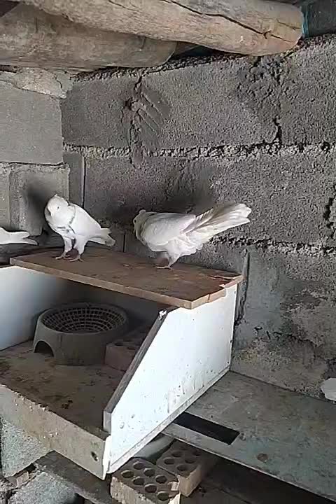 سه عدد طوقی خوب|پرنده|یاسوج, |دیوار