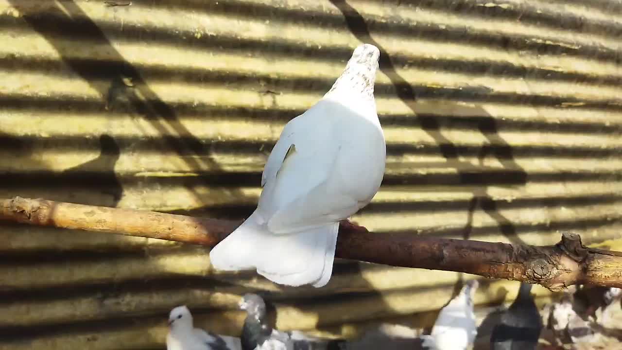 کفتر تهرانی کاشانی پاکستانی فروش معاوضه برنج هندی|پرنده|تهران, شهرک ولیعصر شمالی|دیوار