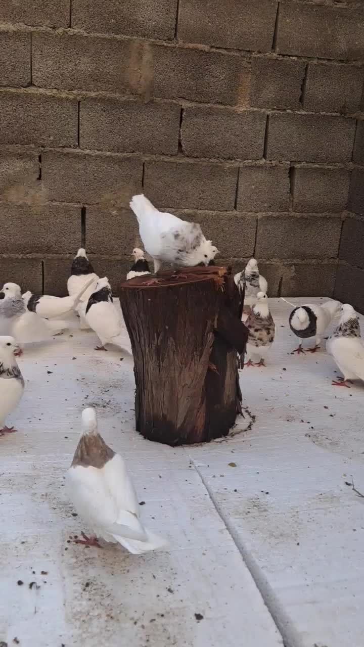 طوقی|پرنده|بندر کنگان, |دیوار