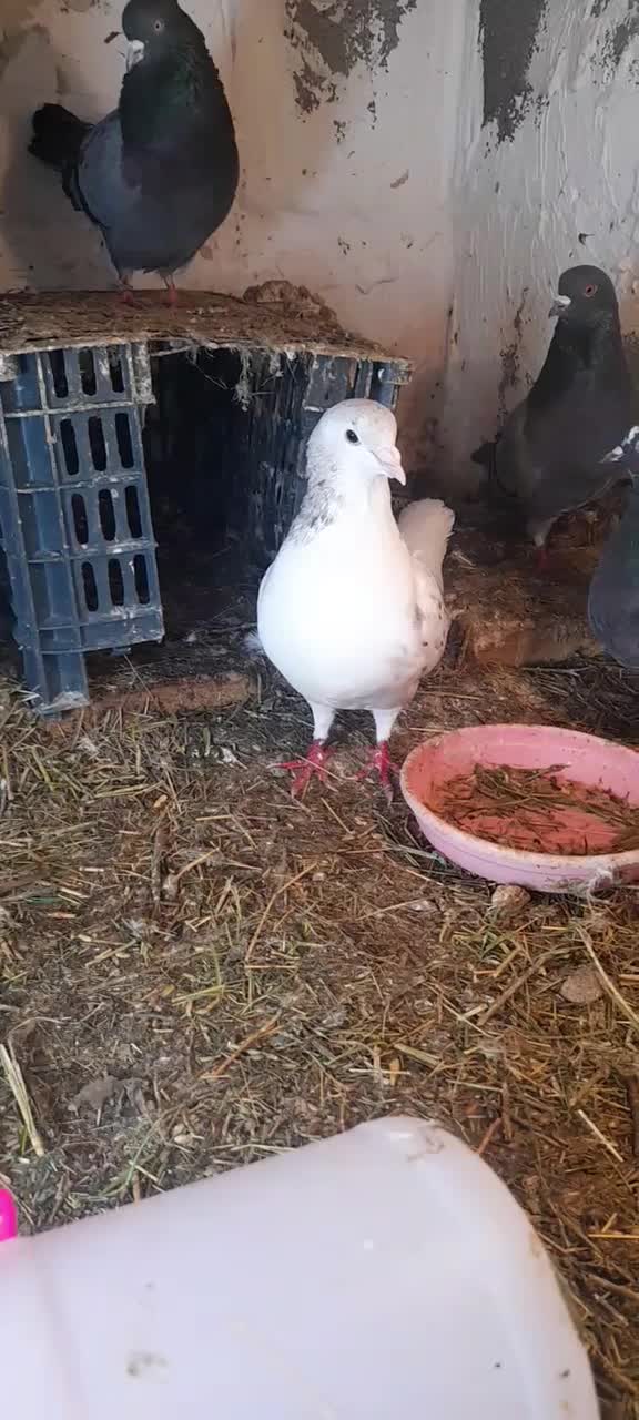 کبوتر فروشی|پرنده|سیلوانه, |دیوار