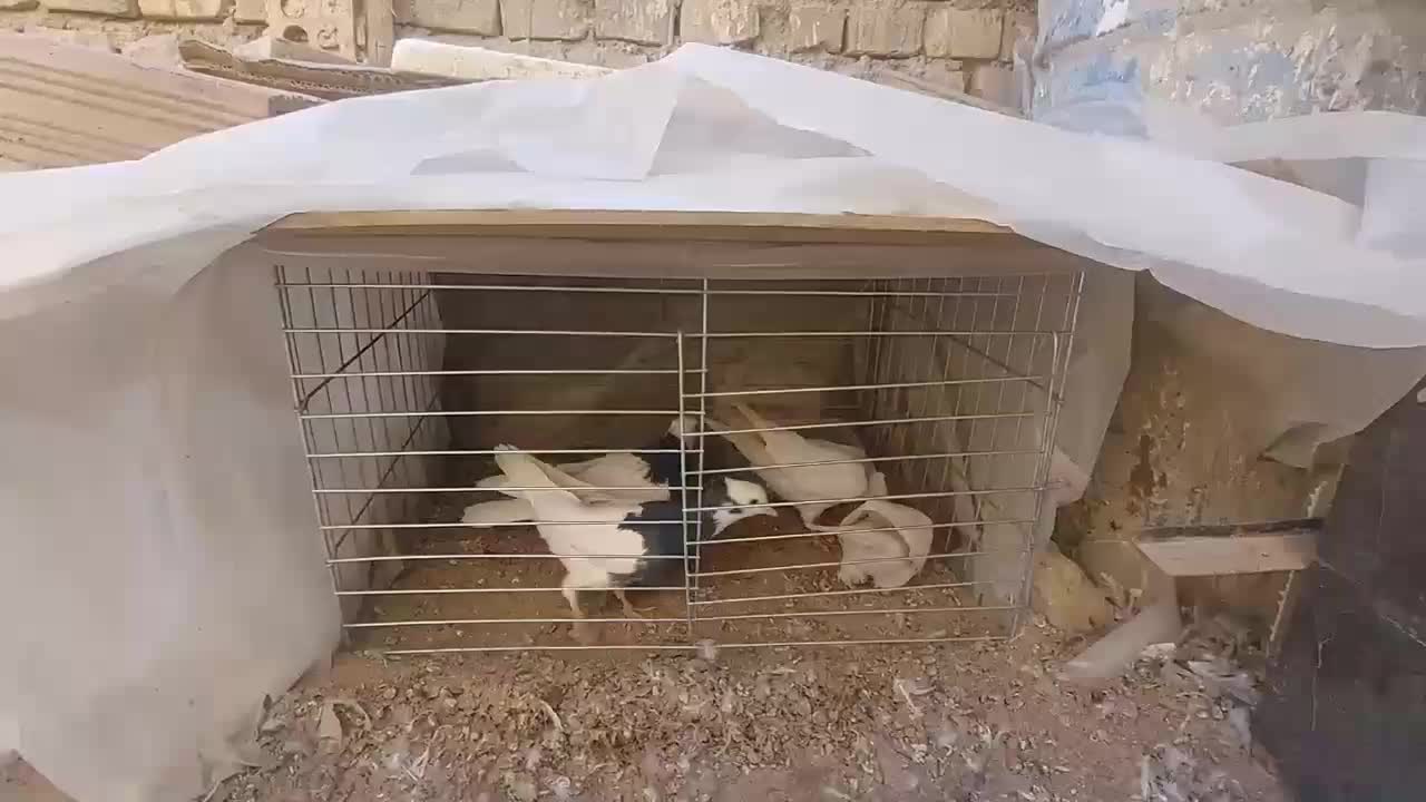 کفتر طوقی|پرنده|یزد, |دیوار